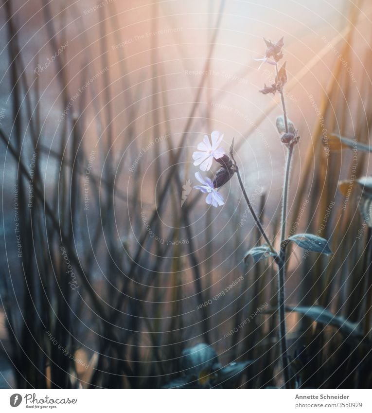 Auf der Wiese Nahaufnahme Blütenblatt Farbfoto Natur Frühling ästhetisch schön Hintergrund neutral Pflanze Blatt Blume