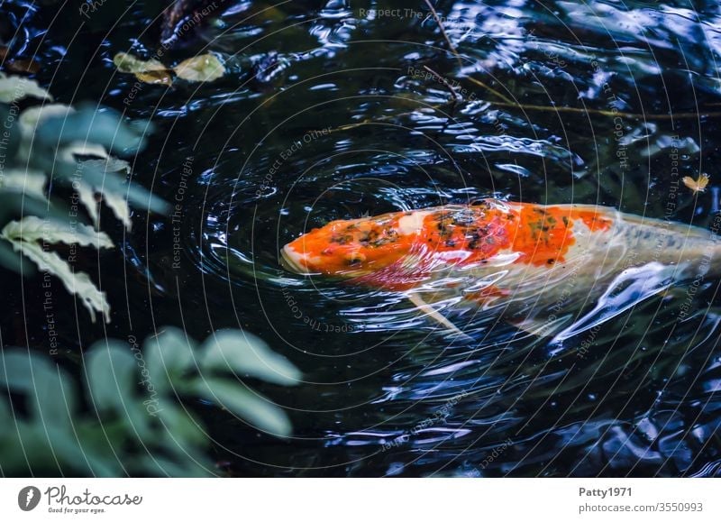 Koi im Teich an der Wasseroberfläche Fisch Karpfen Tier Tierporträt orange weiß Außenaufnahme Vogelperspektive Tag Menschenleer