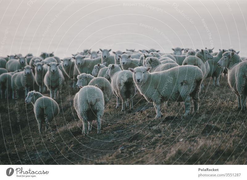 #As# SchafHaufen Menschenleer Tiergruppe Landschaft Nutztier Herde Außenaufnahme Farbfoto Wiese Natur schafe zählen Ohren Neuseeland Schafe Schafe scheren