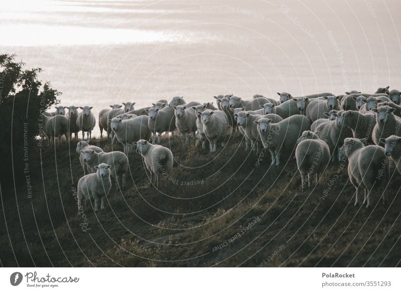 #As# Schafe am Stehen Schafherde Schafswolle Merino Schafe Schafe erschrecken Wolle Schafe scheren Nutztiere Neuseeland Ohren schafe zählen Natur Herde