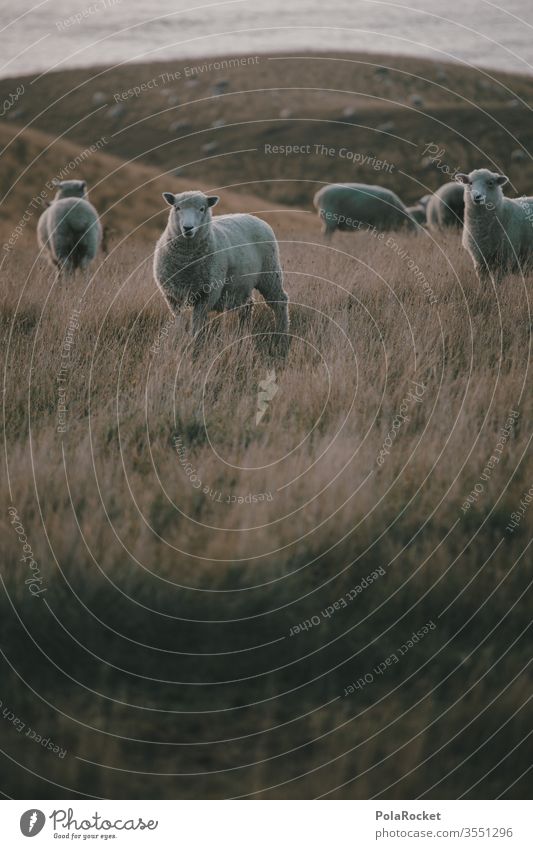 #AS# Schafi Schafi Schafherde Schafswolle Schafe erschrecken Merino Schafe Wolle Nutztiere Schafe scheren Ohren Neuseeland schafe zählen Natur Wiese Farbfoto