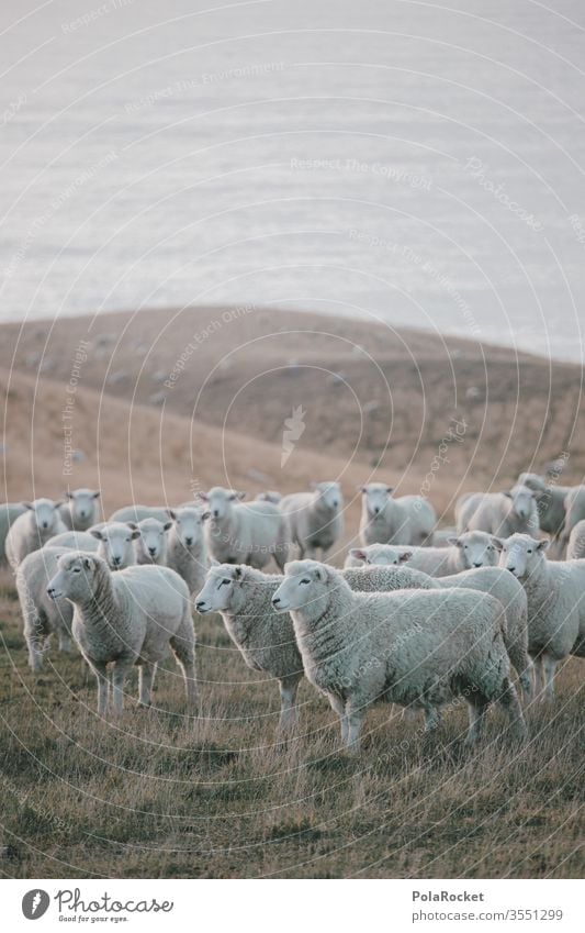 #As# Küstenschafe Menschenleer Tiergruppe Herde Außenaufnahme Wiese Farbfoto Nutztier Landschaft Natur schafe zählen Schafe Neuseeland Ohren Merino Schafe Wolle