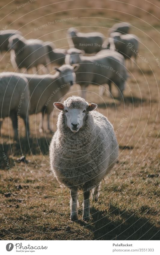 #AS# Mr.Schaf Schafherde Schafswolle Schafe scheren Schafe erschrecken Nutztiere Wolle Merino Schafe Neuseeland Ohren schafe zählen Natur Landschaft