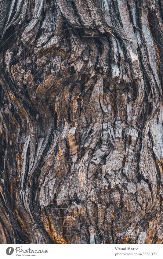 Textur der Rinde von Styphnolobium japonicum, allgemein bekannt als Pagodenbaum Kofferraum Riss Kurve Hintergrund organisch Oberfläche Flora alt Natur Pflanze