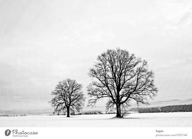 Eichen im Winter schön ruhig Schnee Landschaft Pflanze Wolken Eis Frost Baum Feld Linie alt groß weiß friedlich Trennung kahl Farben spartanisch karg klar