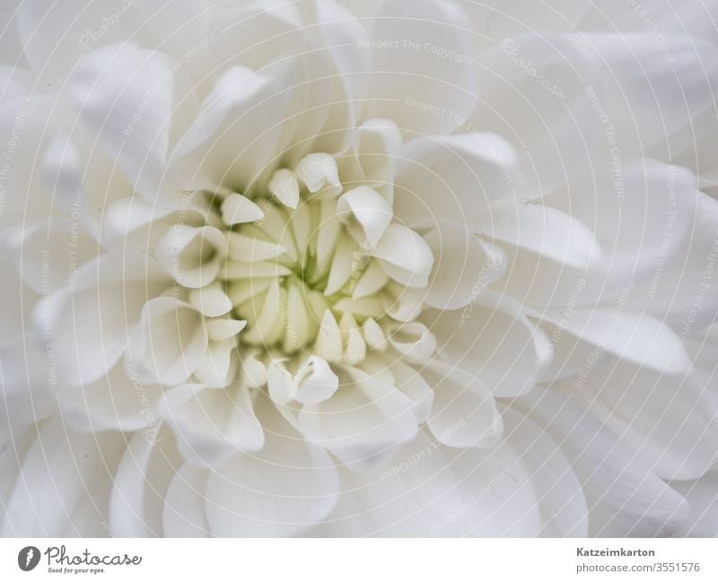Einzelheiten einer Blume Blumenhintergrund Tapete romantisch Chrysantheme botanisch Botanik filigran Schönheit Flora Muster Sommer Frühling schön Blütenblatt