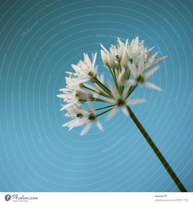 weiße Sternchen | Bärlauchblüte vor hellblauem Hintergrund Natur Pflanze Blume Frühling grün Farbfoto Schwache Tiefenschärfe Nahaufnahme Makroaufnahme Blühend