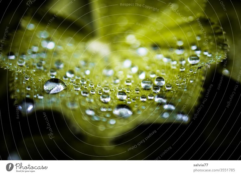 Wasserperlen zieren Frauenmantelblatt Natur Blatt Tropfen Wassertropfen Perlenkette Regen Makroaufnahme nass Pflanze grün Reflexion & Spiegelung Licht Tau