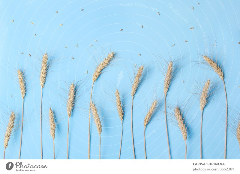 Goldene Ähren von Weizen und Roggen, trockene gelbe Getreide-Ährchen in Reihe auf hellblauem Hintergrund, Nahaufnahme, Kopierraum Lebensmittel trocknen