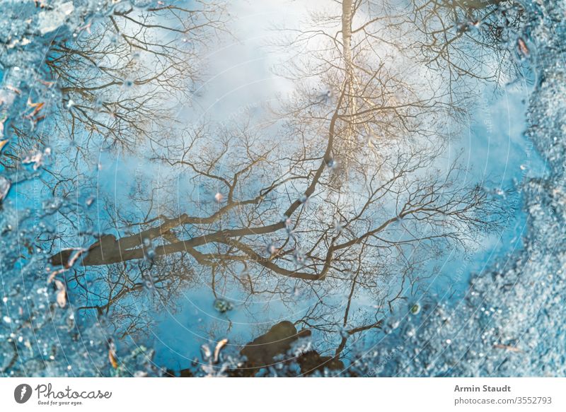Spiegelung eines Baumes in einer Pfütze für Hintergründe abstrakt Hintergrund Birke blau Unschärfe verschwommen Ast hell übersichtlich defokussiert Umwelt Licht