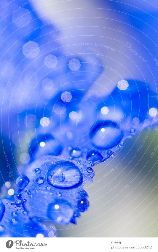 Wassertropfen auf Enzian mit viel Blau nass enzianblau Schwache Tiefenschärfe Natur Pflanze Makroaufnahme Farbfoto Detailaufnahme Garten frisch erfrischend