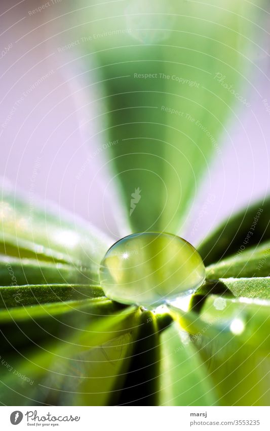 Praller Wassertropfen auf Lupinenblatt Regentropfen Oberflächenspannung Flüssigkeit Tropfen Natur frisch Pflanze erfrischend Erfrischung natürlich leuchten