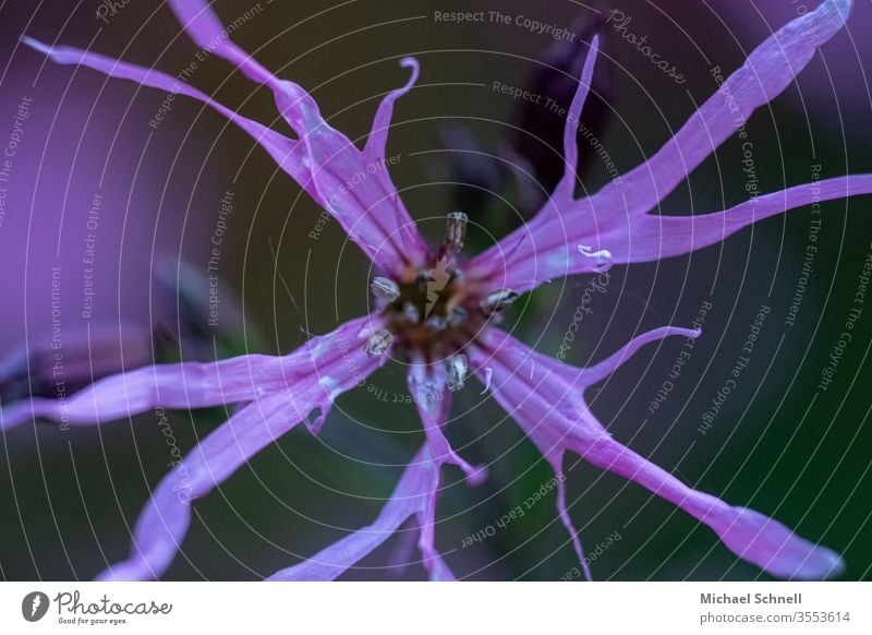 Welke Blume verwelkt Natur Farbfoto Pflanze Blüte Makroaufnahme Garten Schwache Tiefenschärfe violett verblüht verblühen