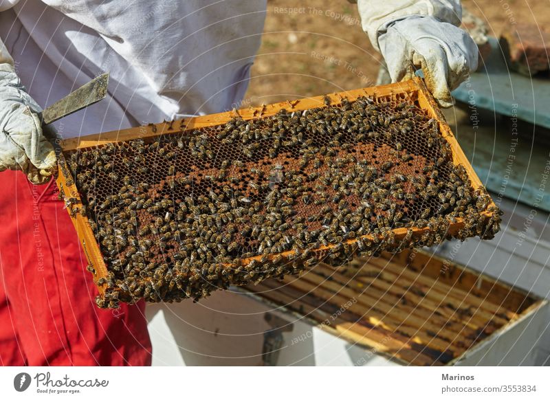 Imker hält eine Honigwabe mit Bienen in den Händen. arbeiten Zelle Insekt Bienenzucht Beteiligung Landwirtschaft Rahmen Wabe Wachs Bienenkorb Natur Arbeiter