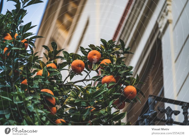 Bittere Orangen, die nachmittags auf den Zweigen eines Citrus aurantium-Baums in der Nähe eines alten Hauses wachsen orange Zitrusfrüchte