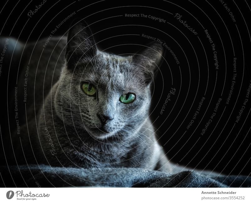 Katze Russisch blau Blick in die Kamera Tierporträt Hintergrund neutral Studioaufnahme Farbfoto grau klug Haustier 1