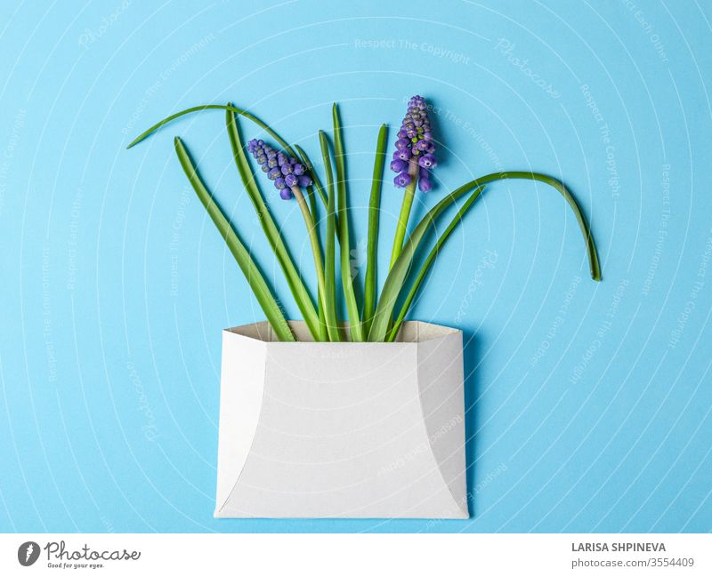 Muskari-Frühlingsblumen in weißem Umschlag auf blauem Hintergrund Blume Postkarte Kuvert Brief Papier Tag schön Gruß Geschenk Design Bändchen Narziss