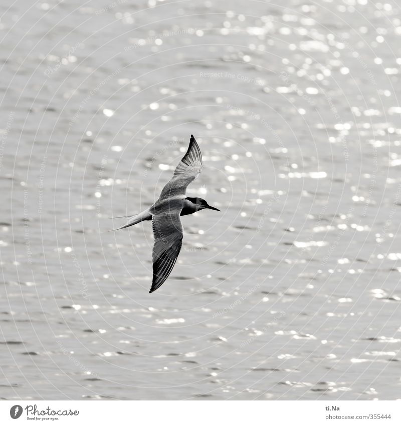 (: Seeschwalbe Wasser Frühling Küste Nordsee Wildtier Vogel Flügel Seeschwalben 1 Tier fliegen Jagd elegant schön natürlich grau schwarz weiß Ausdauer Freiheit