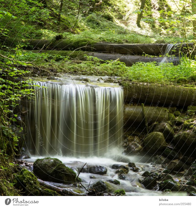 Ein kleiner Wasserfall in einem Wald Natur Pflanze Tier Bach Quelle rein Qualität Umwelt Sauberkeit Trinkwasser Urelemente Stein Sonnenlicht Farbfoto