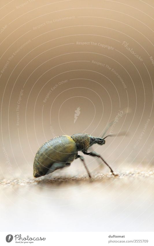 Makroaufnahme eines Käfers Insekt Dickmaulrüssler Tier Makrofoto Krabbler kriechen klein Mini winzig Natur Schädling Nützling Fühler kriechtier Insekten