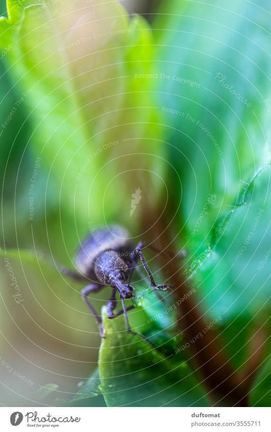 Makroaufnahme eines Käfers zwischen Blättern Insekt Dickmaulrüssler Tier Makrofoto Krabbler kriechen klein Mini winzig Natur Schädling Nützling Fühler