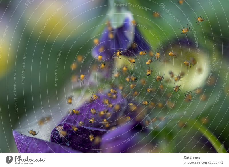 1300 Spinnchen krabbeln in die Selbstständigkeit Fauna Flora Arachnides Tier Spinnennetz klein Pflanze Blütenblätter Stiefmütterchen blühen Frühling grün gelb