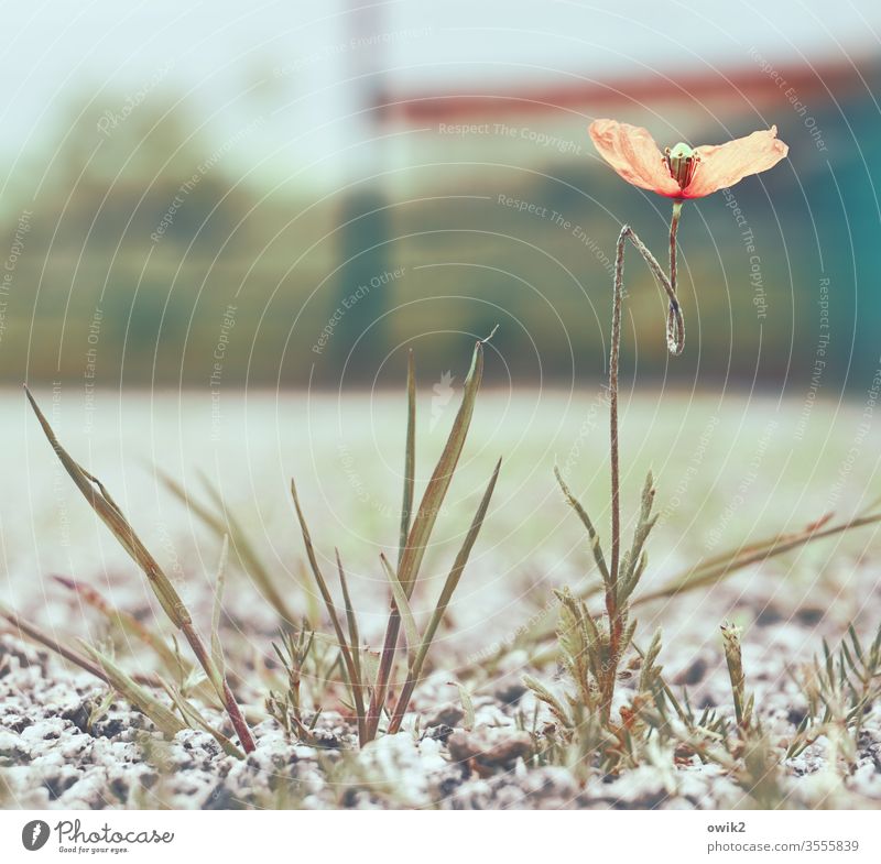 Unverwüstlich Blume Mohn dünn Stengel Stängel Gras Halme Weg unten klein fragil Schwache Tiefenschärfe Blüte Nahaufnahme Außenaufnahme Frühling geknickt bizarr