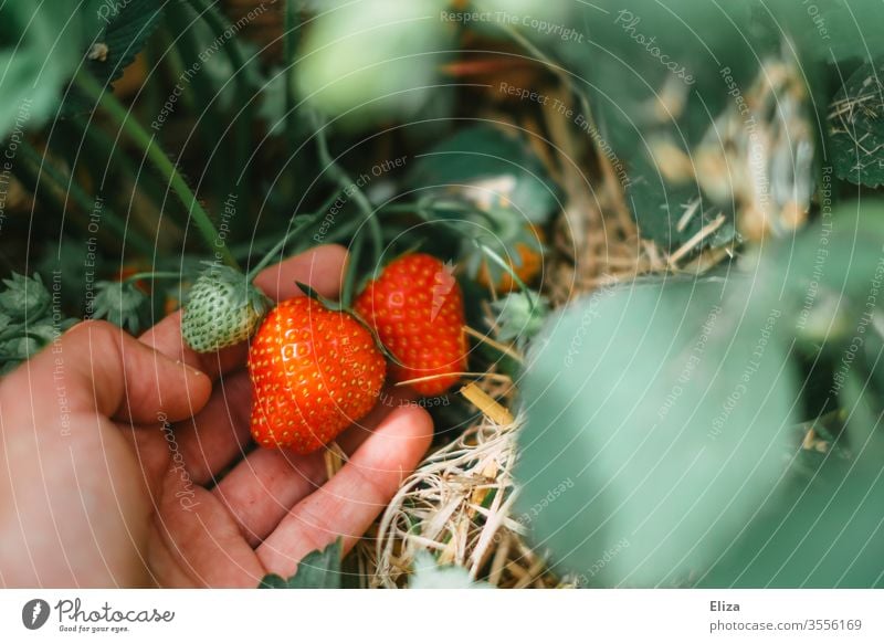 Eine Hand beim Erdbeeren selber pflücken und ernten auf dem Erdbeerfeld reif Pflücken sammeln rot lecker Feld Erdbeerpflanze gesund frisch regional lokal Ernte
