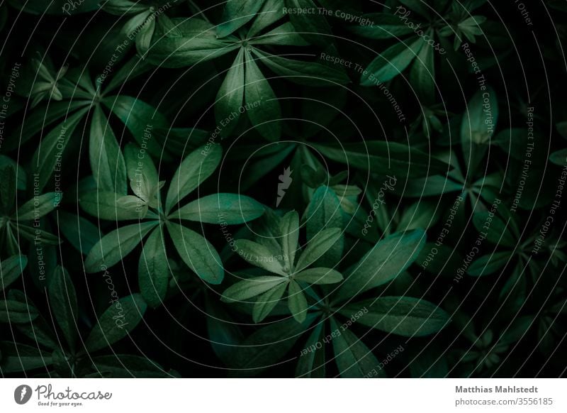 Waldmeister grün Pflanze Blatt Natur Makroaufnahme Nahaufnahme Lichtspiel Lichterscheinung Schatten Hintergrund Menschenleer Außenaufnahme Detailaufnahme