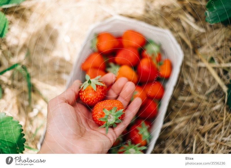 Eine Hand hält frische Erdbeeren beim selber pflücken auf dem Erdbeerfeld reif Pflücken sammeln rot lecker Feld gesund regional lokal Ernte Sommer Obst Frucht