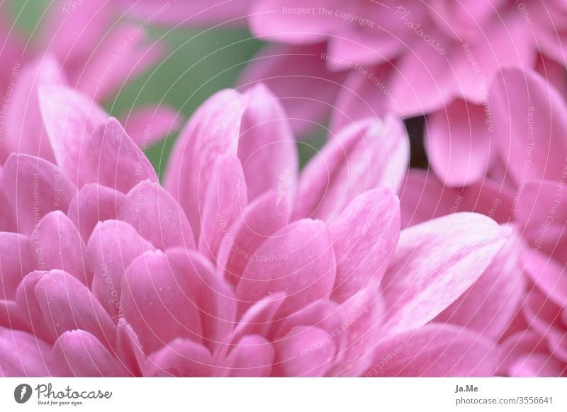Rosa Blume rosa Blüten im Garten vor rosa grünem Hintergrund Makro pink Natur Flora Gerbera Dahlie Primel Nahaufnahme Tag Frühling romantisch schön Sommer