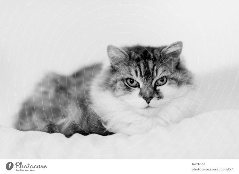 Porträt einer Katze Tierporträt Haustier Hauskatze Tiergesicht Katzenauge beobachten Katzenkopf niedlich Schnurrhaar Fell Blick Blick in die Kamera 1 kuschlig