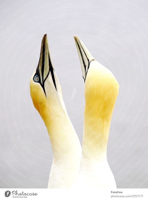 Basstölpelpärche beim Balzen auf dem Vogelfelsen auf der Insel Helgoland Tier Natur Außenaufnahme Farbfoto Tag Wildtier Menschenleer Umwelt Tierporträt