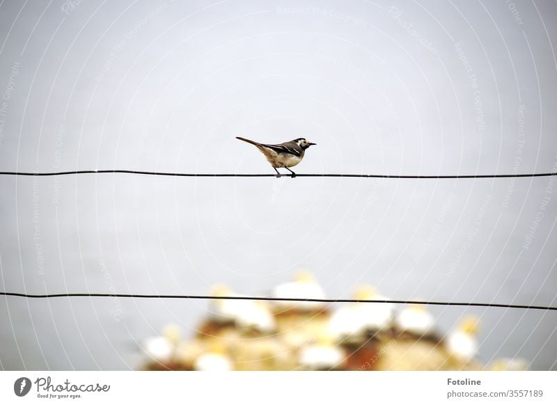 Eine kleine Bachstelze sitzt auf einem Zaun und beobachtet die laut schnatternden Basstölpel auf dem Vogelfelsen von Helgoland Tier Natur Außenaufnahme Farbfoto