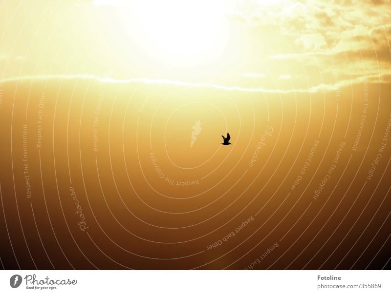 Bin dann mal weg! Umwelt Natur Tier Urelemente Luft Himmel nur Himmel Wolken Sonne Sonnenaufgang Sonnenuntergang Vogel 1 hell natürlich gelb orange schwarz Möwe