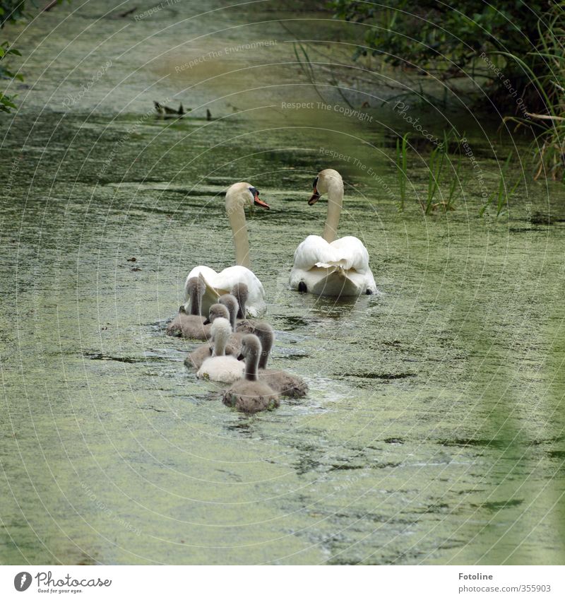 Familienausflug ins Grüne Umwelt Natur Pflanze Tier Urelemente Wasser Frühling Bach Fluss Wildtier Vogel Schwan Tierjunges Tierfamilie nass natürlich grau grün