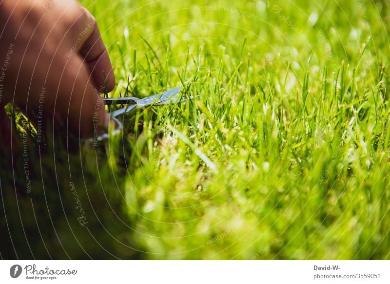 penibel - Mann scheidet Rasen mit einer Nagelschere schneiden Schere ordentlich empfindlich übertrieben Genauigkeit Ordnungsliebe genau Detailaufnahme grün