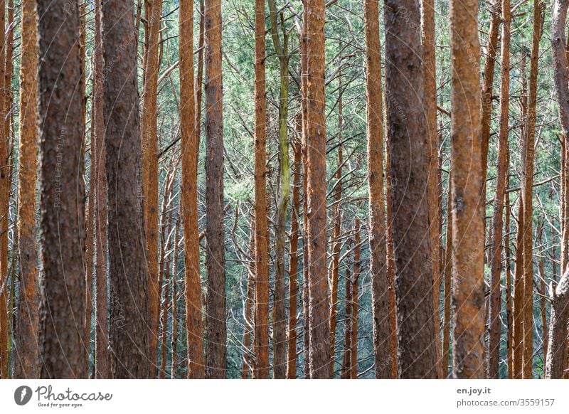 viele Baumstämme im Wald Bäume Fichten Nadelbäume Natur Landschaft Lebensraum Baumrinde Klima Klimawandel Pfälzerwald Äste dünn lang Außenaufnahme Umwelt