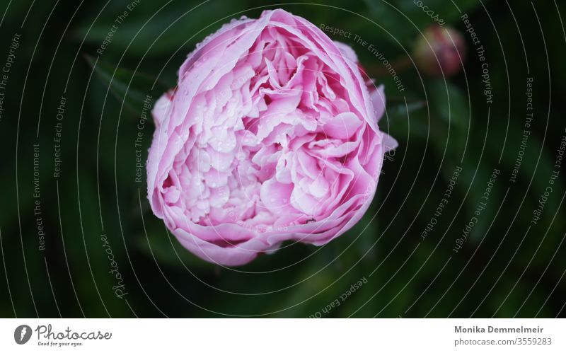 rosa Pfingstrose Blume Blüte Frühling frisch schön Farbfoto Natur Nahaufnahme Garten Blühend Detailaufnahme Duft Makroaufnahme Pflanze Außenaufnahme ästhetisch