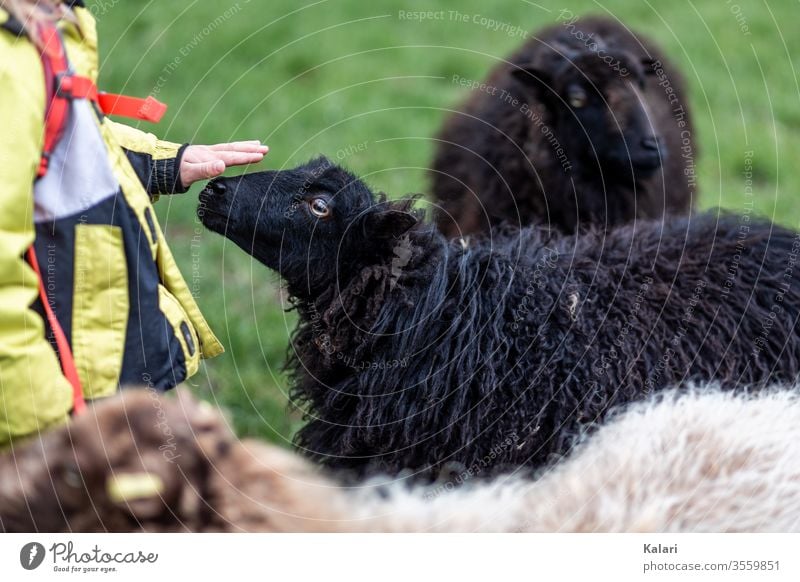 Kind mit Jacke und Rucksack streichelt ein schwarzes Schaf auf einer Wiese schaf herde Tierporträt Mädchen Streicheln Streichelzoo zucht wolle lamm bauernhof
