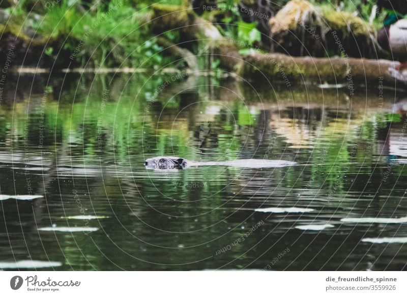 Der Biber Nagetier Wildtier Außenaufnahme Farbfoto Natur Wasser Holz nagen Umwelt Tierporträt Nagetiere Fell schwimmen naturschutz umweltschutz