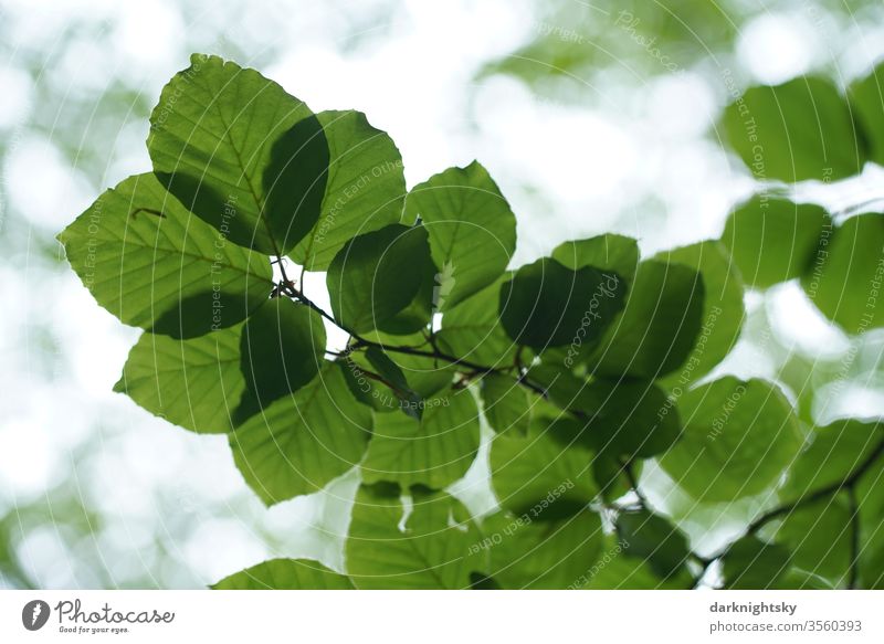 Blätter einer Buche im Gegenlicht Textur Blatt Grün Baum Detail Pflanze Fagus Fagaceae natürlich botanisch Natur Muster Nahaufnahme Makro Umwelt Buchen Freude