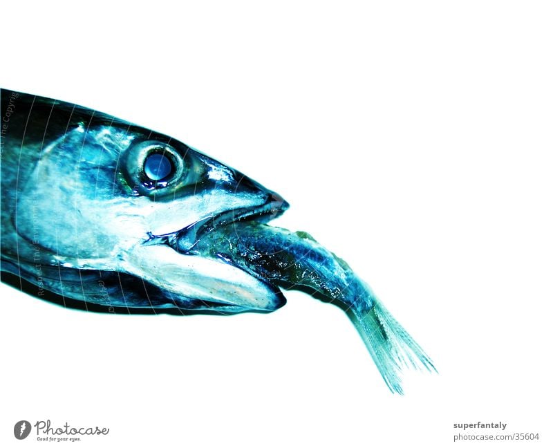 fisch isst fisch Fressen Makrele verschlingen Kieme Erfolg gefangen Fototechnik Fisch blau Fischauge Maul kleiner fisch Scheune