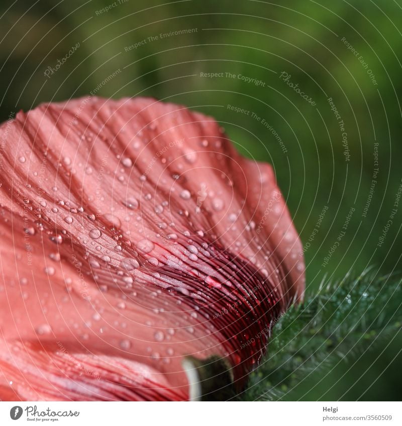 Detail einer rosa Mohnblüte mit Regentropfen auf dem Blütenblatt Rückansicht Tropfen nass Nahaufnahme Makroaufnahme Pflanze Natur Blume Sommer Detailaufnahme