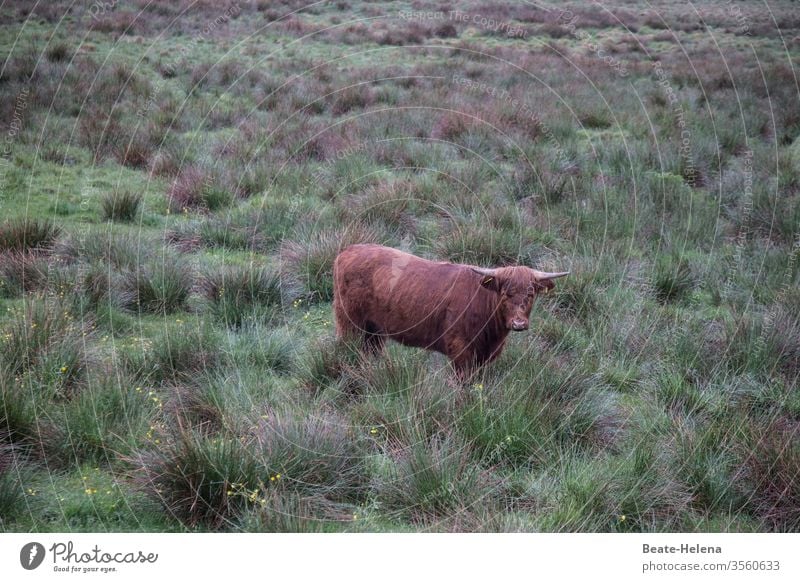 Welt der Tiere 1 Stier Bulle Rind Weide Landwirtschaft Viehbestand Viehzucht Nutztier Rinderhaltung Außenaufnahme