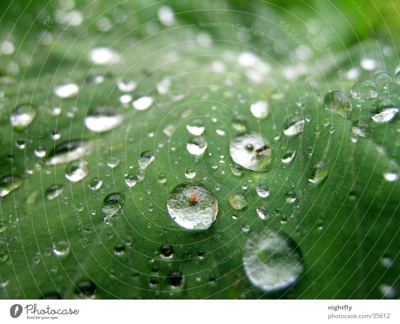 regentropfen Farbfoto Nahaufnahme Makroaufnahme Natur Pflanze Wasser Wassertropfen Blatt Flüssigkeit frisch nass natürlich grün rein Wachstum Regen Tropfen