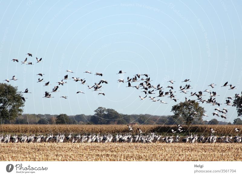 jede Menge Kraniche stehen auf einem abgeernteten Maisfeld und viele fliegen in der Luft Vogel Zugvogel Vogelzug Herbst Futtersuche Feld Landwirtschaft Schwarm