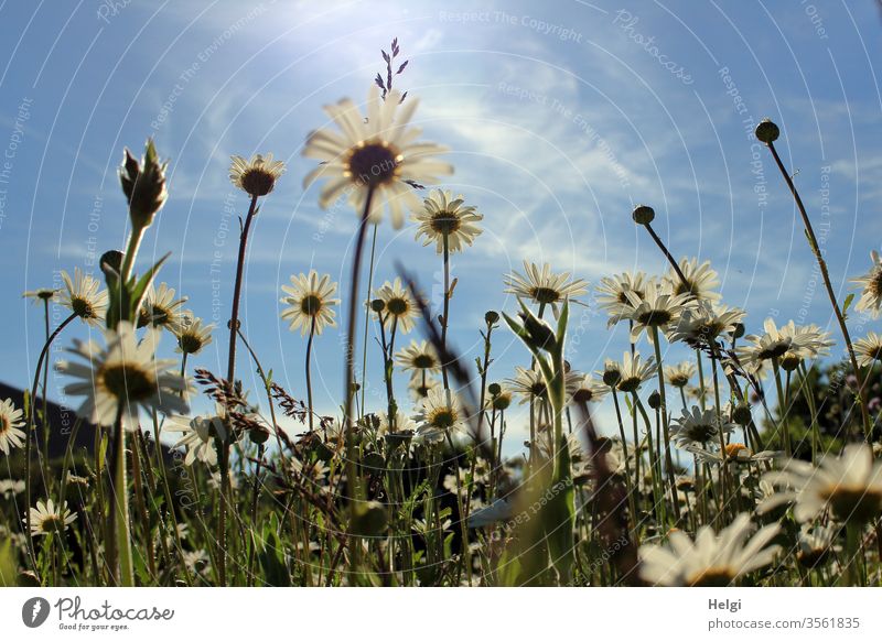blühende Margaritenwiese vor blauem Himmel mit zarten Wölkchen aus der Froschperspektive Blume Blüte Blumenwiese Sommerblumen viele Wiese Natur Pflanze Farbfoto