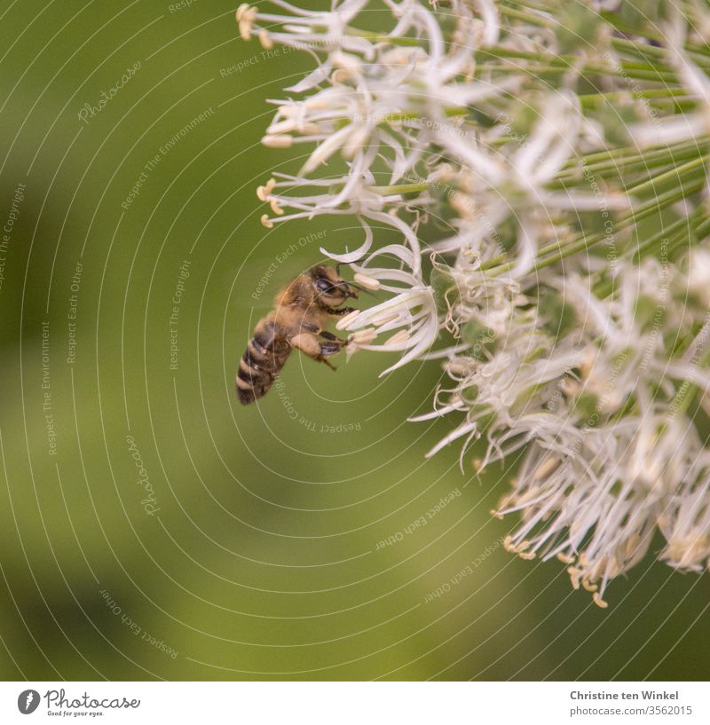 Kleine fleißige Biene an weißem Zierlauch / Allium Insekt Natur Nahaufnahme Tier Pollen Blume Blüte Pflanze Garten Insekten Insektenschutz Nutztier bestäuben