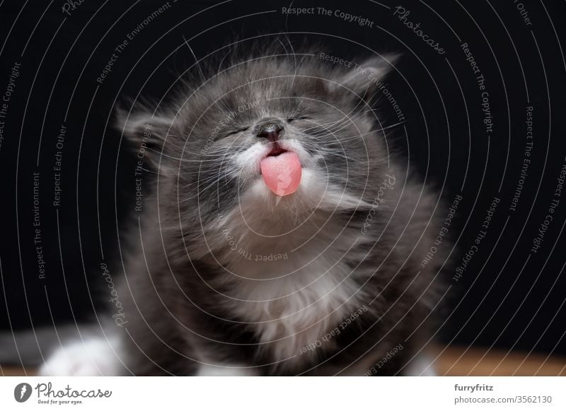 lustiges portrait eines 4 Wochen altes Maine Coon Kätzchen mit herausgestreckter Zunge Katze maine coon katze Langhaarige Katze Rassekatze Haustiere niedlich